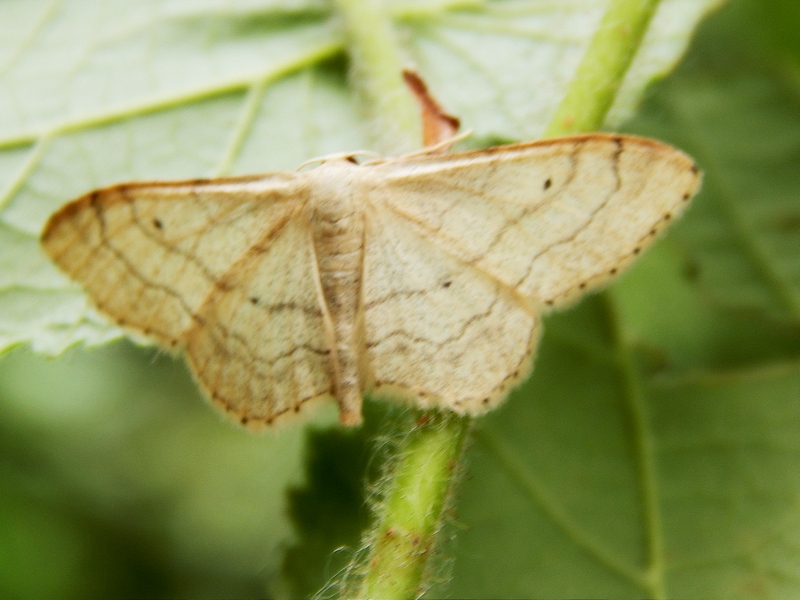 ID geometridae